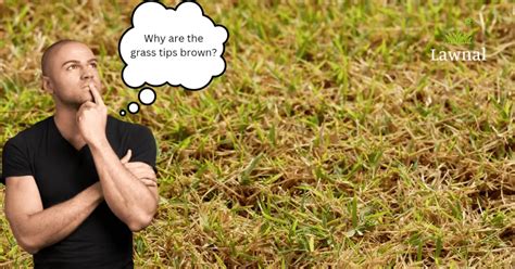 Brown Grass Tips: Common Causes & Possible Fixes - Lawnal