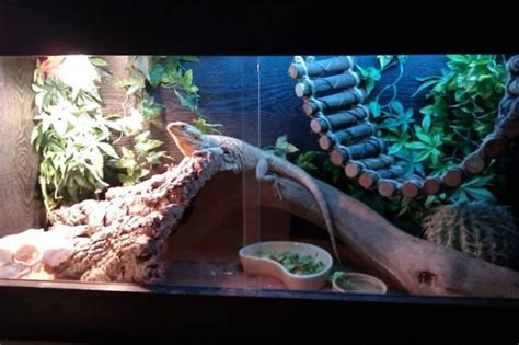 bearded dragon tank setup ideas - Julieta Garland