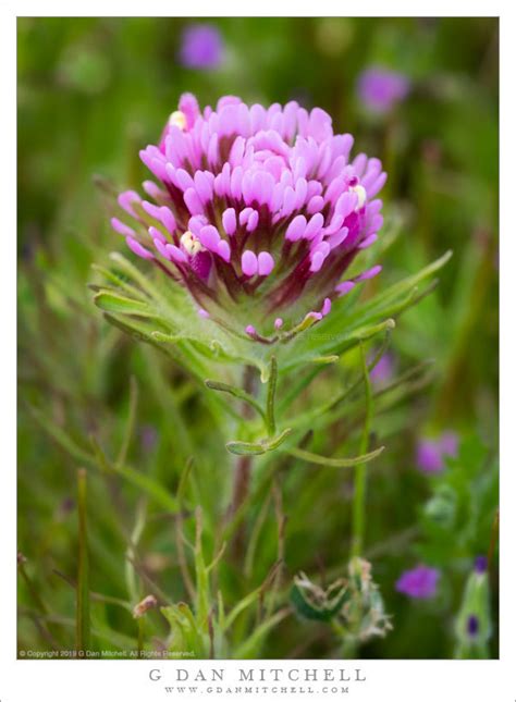 Purple Owl’s Clover Flowers | G Dan Mitchell Photography