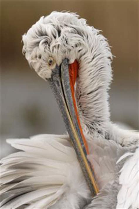 Pelican as a Christian Symbol Durham World Heritage Site