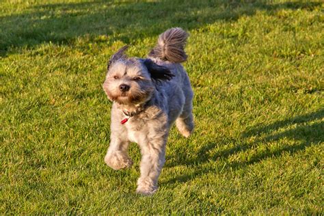 20 Lhasa Apso Colors That Are Too Cute To Handle