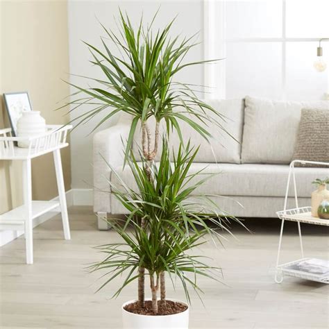 tall indoor plants with big leaves