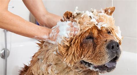 10 Home Dog Grooming Tips You Should Know - My Dog's Name