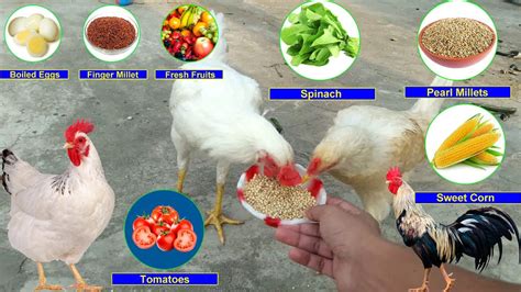 What do Chickens eat (Chicken Food List) || What To Feed Chickens - YouTube