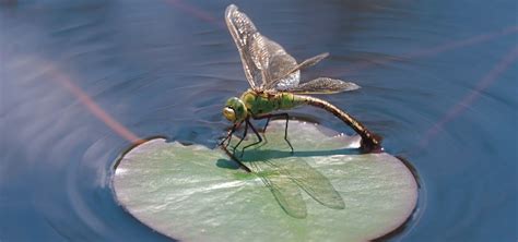 Tiny Terrors: Pond Insects and Other Invert Invaders | TFH Magazine