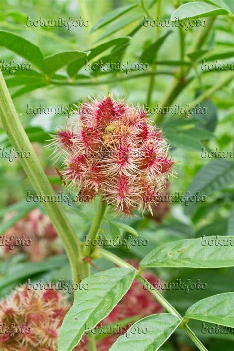 Bild Deutsches Süßholz (Glycyrrhiza glabra) - 559026 - Bilder von Pflanzen und Gärten - botanikfoto