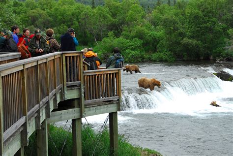 Bear Viewing at Brooks Falls - GoNorth Alaska