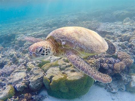 Lady Elliot Island: The Best Place to Explore the Great Barrier Reef - Free Two Roam