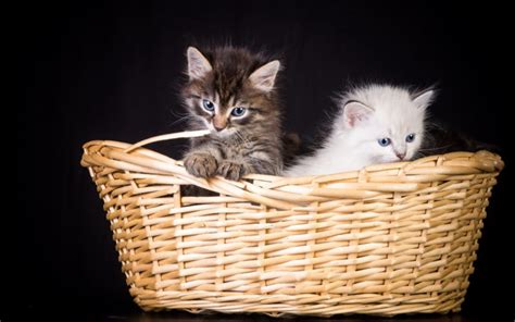 kittens, Basket Wallpapers HD / Desktop and Mobile Backgrounds