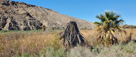 Hello, Coachella Valley Preserve | Adam Parkzer – Parkzer.com