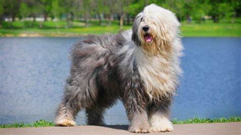 100+ Best Grey and White Dog Names