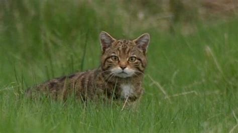 Six areas identified for Scottish Wildcat conservation - BBC News