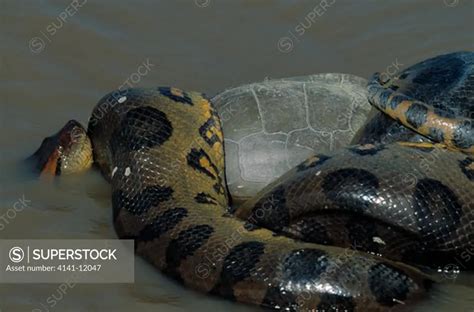 green anaconda eunectes murinus constricting river turtle prey llanos ...