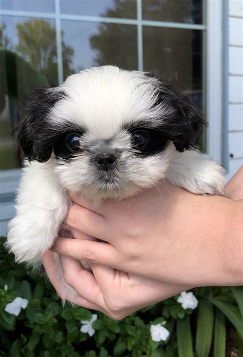 Shih Tzu Puppies For Sale | Cynthia Street, LA #305245