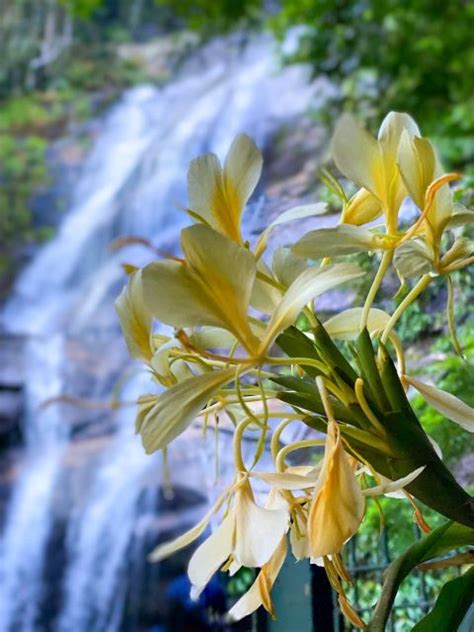 Rio De Janeiro: Tijuca Forest, Waterfalls, And Cave.