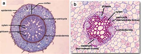 2 Anatomy of typical (a) monocot and (b) dicot root | Download Scientific Diagram