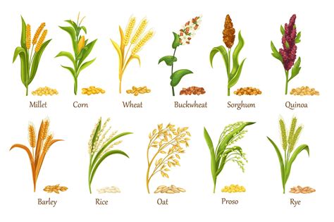 Premium Vector | Grass cereal crops, agricultural plant vector illustration. Set heap grains ...