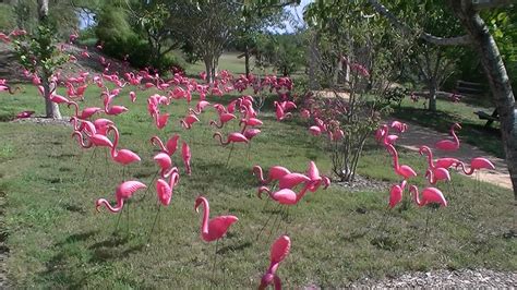 Roadrunner's paradise: Botanical Gardens Corpus Christi Texas