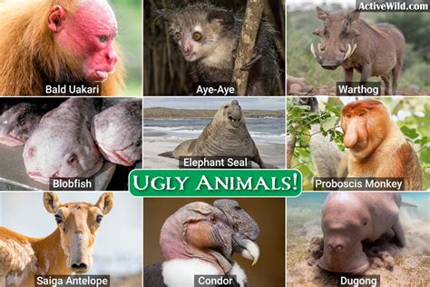 Ugly Animals List With Pictures: The World's 20 Ugliest Animals!