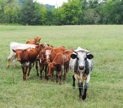 Florida Cracker Cattle - Cracker Farms