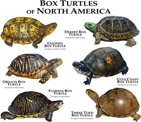 Box Turtles of North America by rogerdhall on DeviantArt