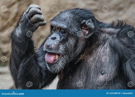 Portrait of Funny Chimpanzee Making Faces Stock Photo - Image of monkey ...