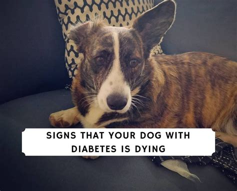 How Long Can A Diabetic Dog Live Without Insulin