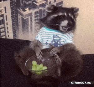 Gif 1062: Funny Video, Raccoon, Eating Grapes | Gifon007.eu