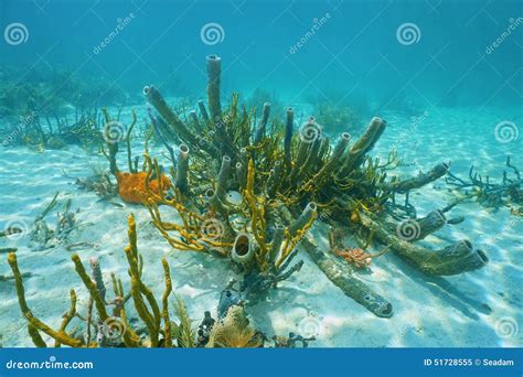 Underwater Marine Life Branching Vase Sponge Stock Image - Image of demospongiae, cozumel: 51728555
