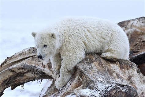 What Color is a Polar Bear's Fur? | HubPages