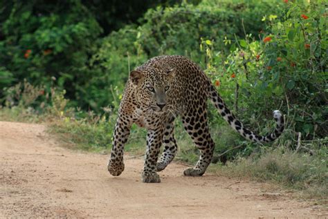 Leopards and more at the Yala National Park | Blue Lanka Tours