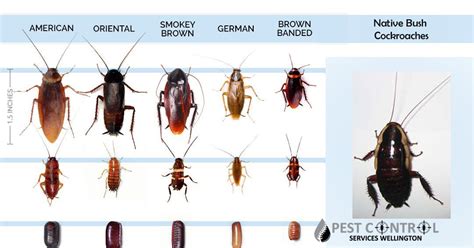 Pet Friendly Cockroach Killer Australia - Petspare