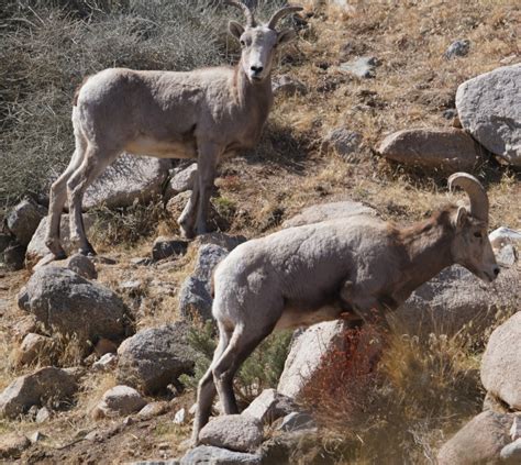 Mid Sierra Musings: Endangered Sierra Nevada Bighorn Sheep 2021