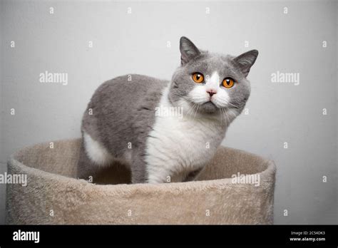 beautiful blue white british shorthair cat standing on pet bed looking at camera Stock Photo - Alamy