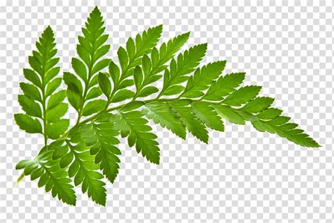 Fern clipart plant flower, Fern plant flower Transparent FREE for ...