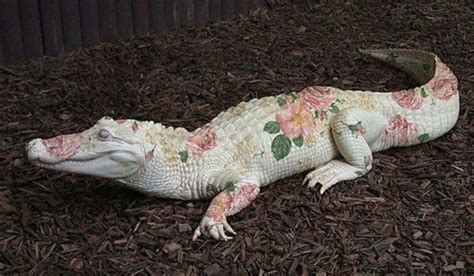 Pin by crocodile judith on crocodilian | Rare albino animals, Albino animals, Weird animals