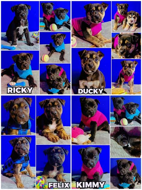 Dog for adoption - Kimmy, a Rottweiler & Black Labrador Retriever Mix in Ferndale, MI | Petfinder