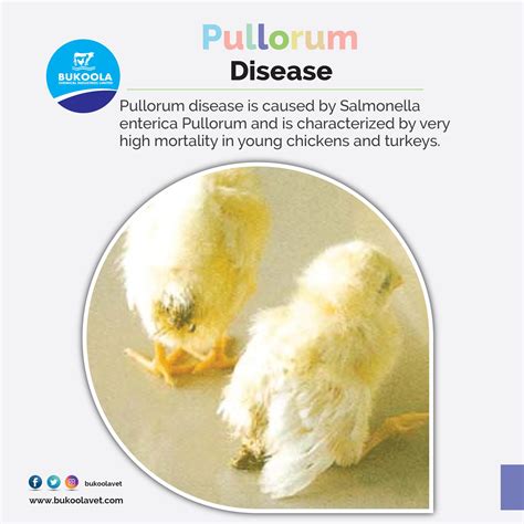 Salmonella Pullorum Disease - Salmonelloses Disease Informations ...