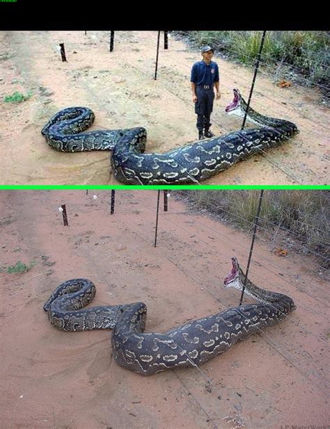 New: Images for Anaconda Snake | Anaconda snake, Giant animals, Weird animals