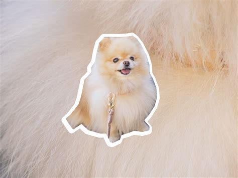 Pomeranian dog breed profile