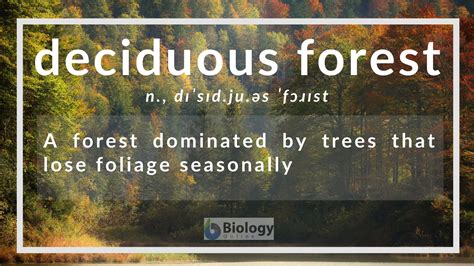 Deciduous forest Definition and Examples - Biology Online Dictionary