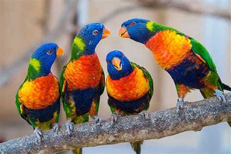 2.300+ Burung Nuri Lory Foto Stok, Potret, & Gambar Bebas Royalti - iStock