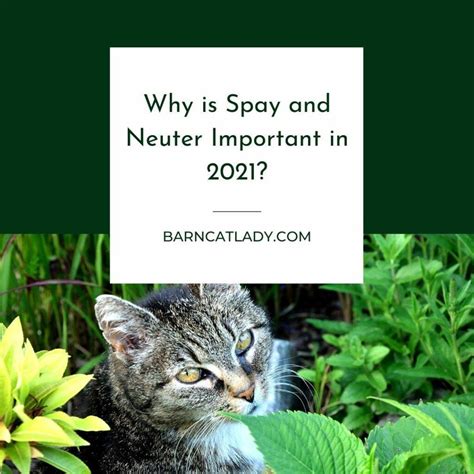 Why is Spay and Neuter Important in 2021? – The Barn Cat Lady