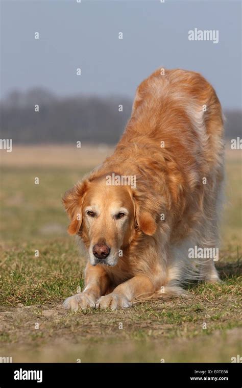 Golden Retriever shows trick Stock Photo - Alamy