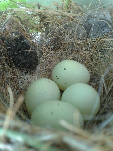 Redbreasted Nuthatch Bird Eggs | Bird life,nests & eggs | Pinterest ...