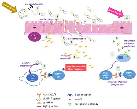 IJMS | Free Full-Text | Type 2 Transglutaminase in Coeliac Disease: A ...