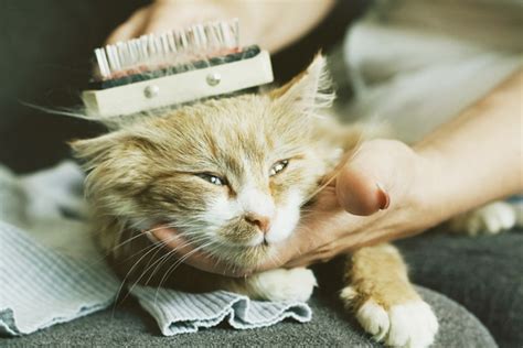 5 Tips for Grooming Long-Haired Cats - Catster