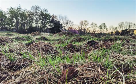 pasture grass growing - An Equestrian Life