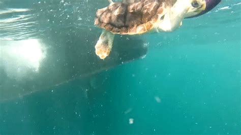 Green Sea Turtle GIFs - Get the best GIF on GIPHY