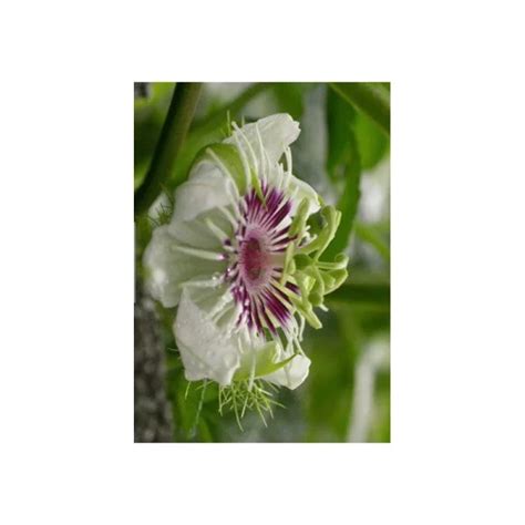 Seeds Passiflora Foetida - Passionflower Poc Poc